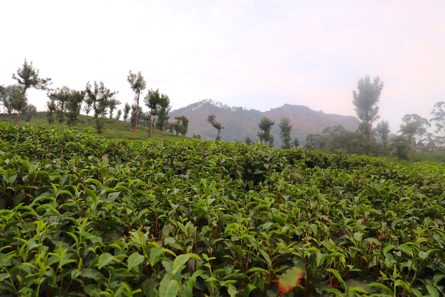 How Mobile-Friendly Booking Enhances Your Travel Experience